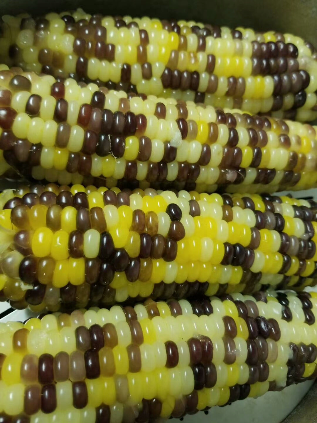 冷凍紫糯玉米棒(粘) 2本入 420g 生的 冷凍品