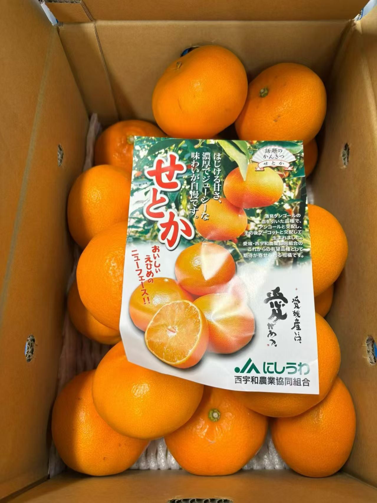 爱媛せとか果冻橙 5kg