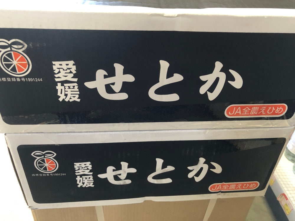 爱媛せとか果冻橙 5kg